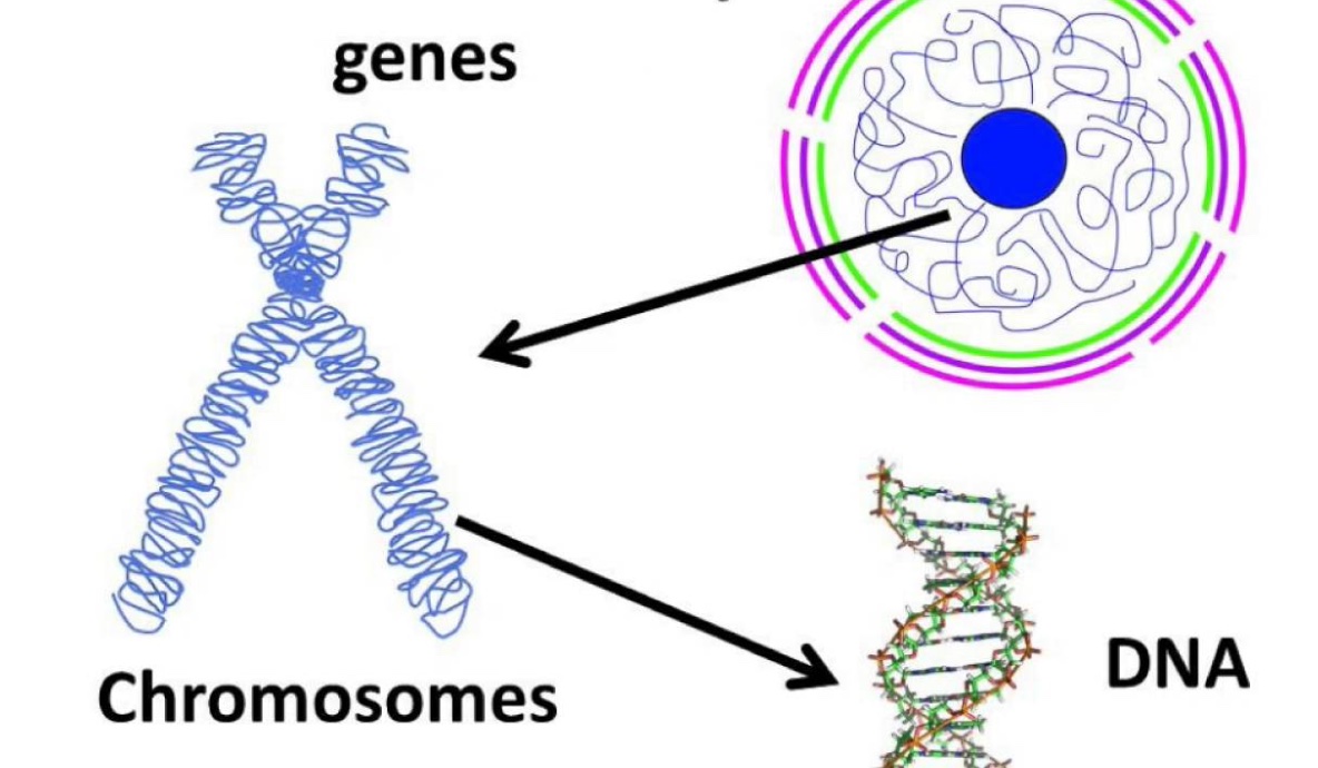 DNA, Genes and chromosomes visual display